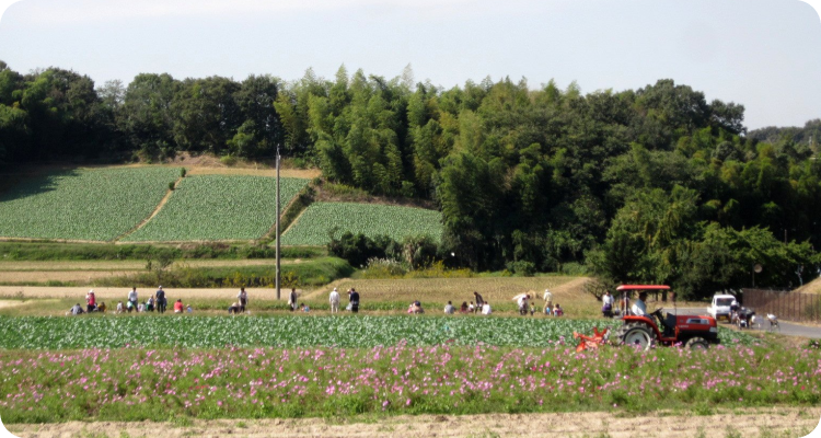 げんきの郷の西側にある、キャベツ・タマネギ・水田などの農の風景