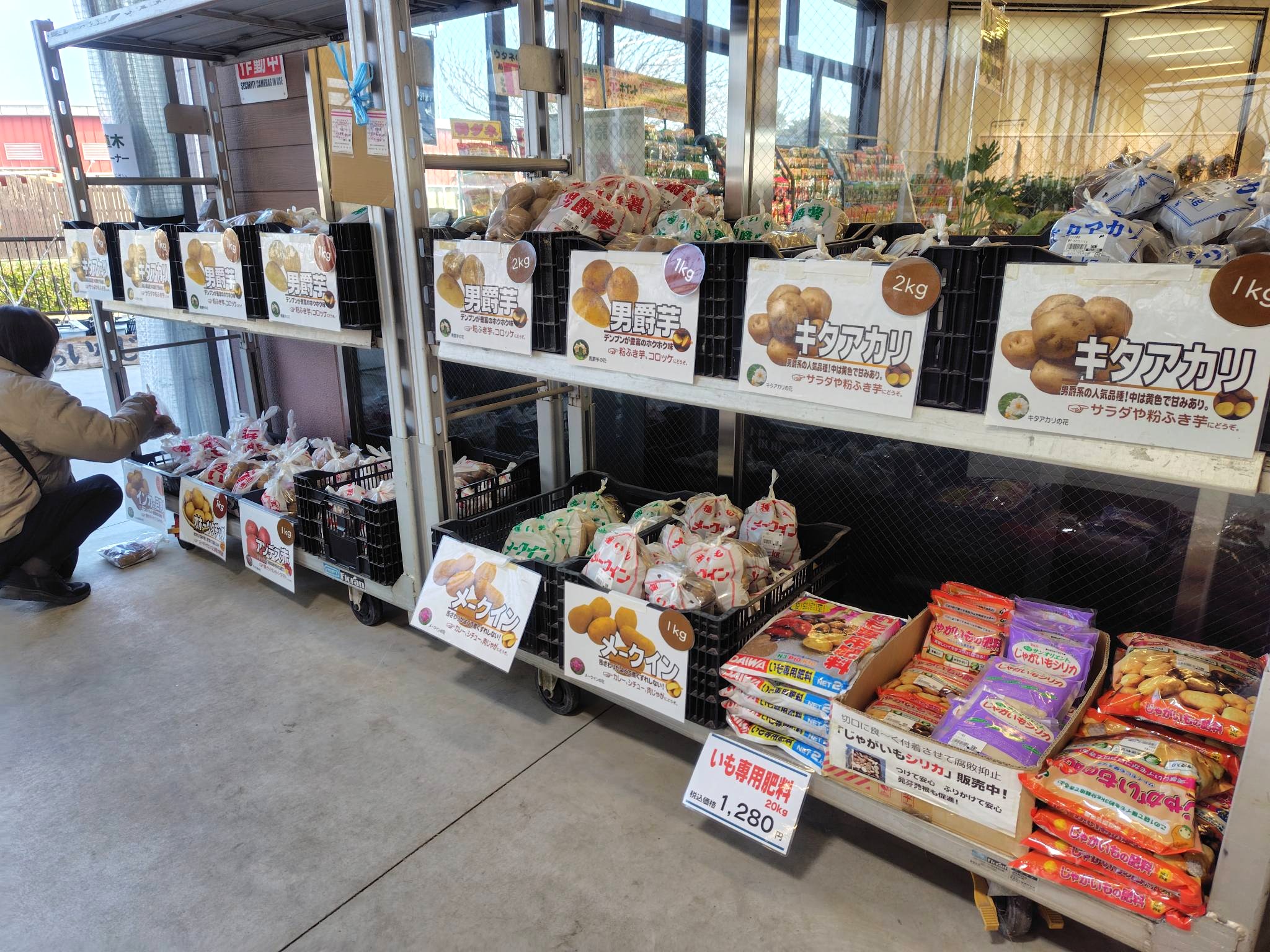 春ジャガイモ「種イモ」入荷！ | JAあぐりタウン げんきの郷 -愛知県