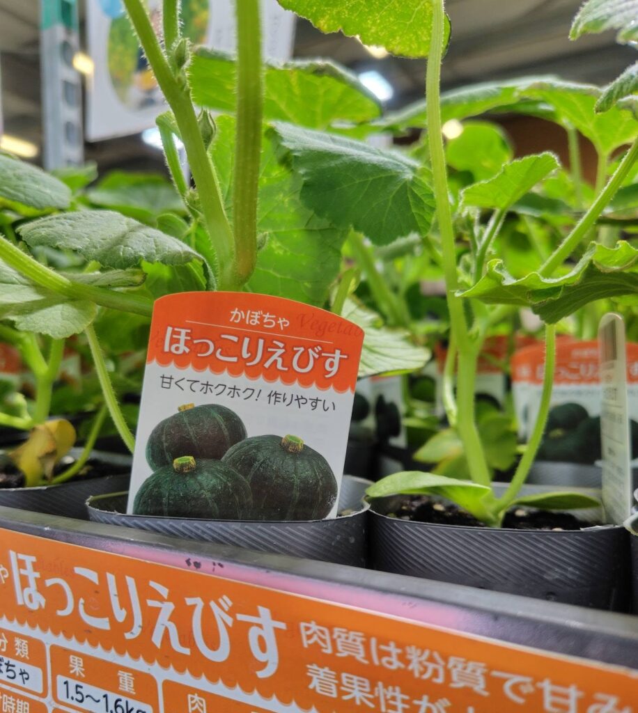 夏の野菜苗＆花苗 | JAあぐりタウン げんきの郷 -愛知県大府市-