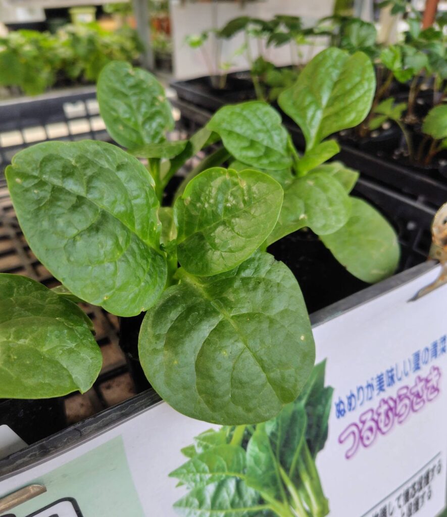 夏の野菜苗＆花苗 | JAあぐりタウン げんきの郷 -愛知県大府市-